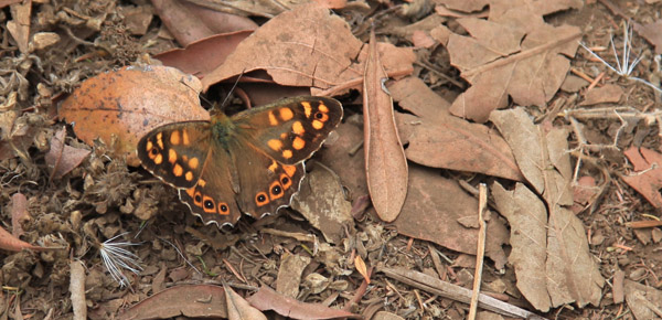 Canarisch Bont Zandoogje